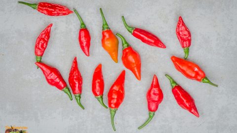 HABANERO LUCIFERINO