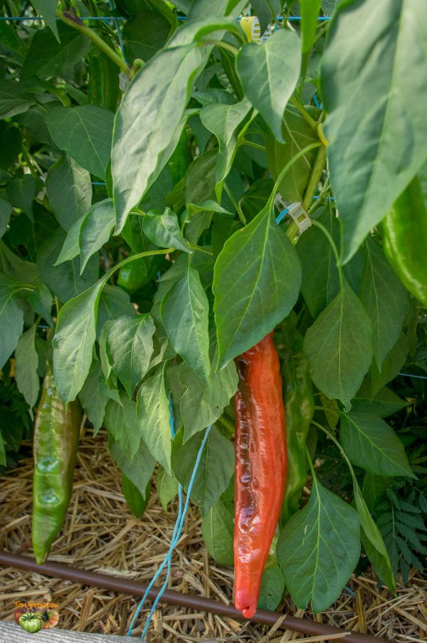 NuMEX SWEET - Image 7
