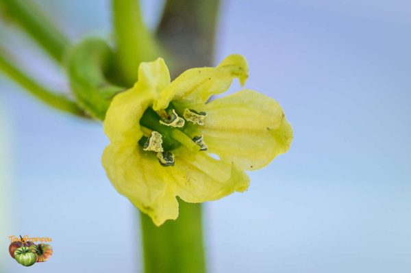 7 POD BRAIN STRAIN - Image 8