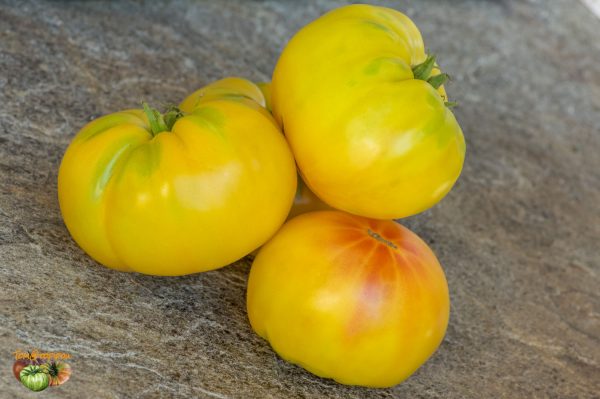 AMISH YELLOW GIANT - Image 3
