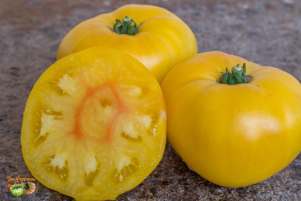 AMISH YELLOW GIANT