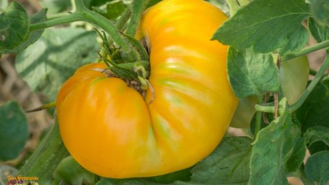 BIG ORANGE