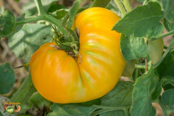 big orange