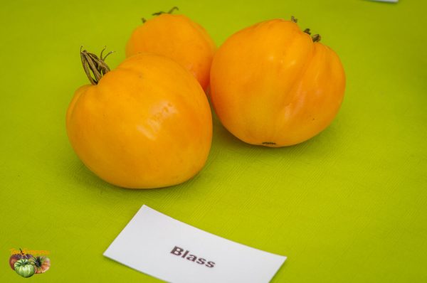 BLASS - Image 2
