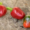 BOLA - CASCABEL - Image 3