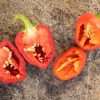 BOLA - CASCABEL - Image 5