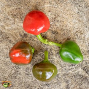 BOLA - CASCABEL