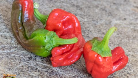 CRIOLLA DE COCINA