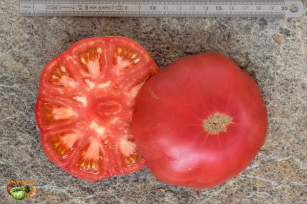 GIANT-32 NOVIKOVA - Гигант-32 Новикова - Image 9