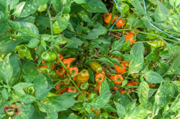 HABANADA - Image 6
