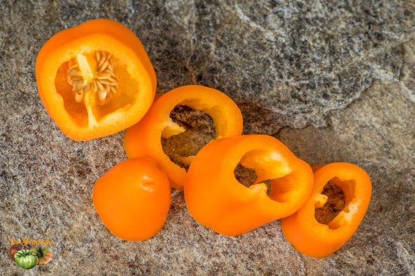 LUNCHBOX ORANGE - Image 6