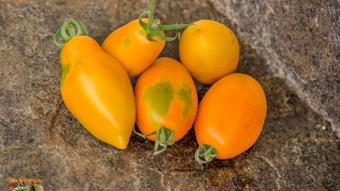 ORANGE CAPRESE