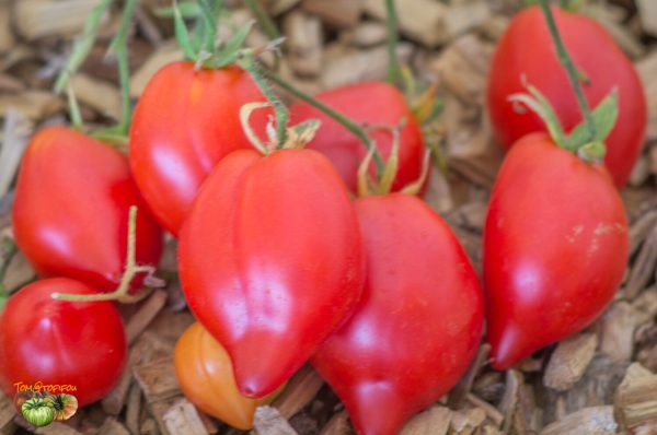 rote herztomate