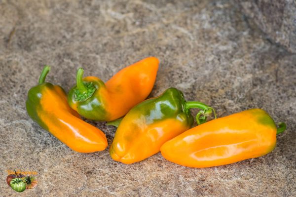 YUMMY SWEET PEPPER - Image 4