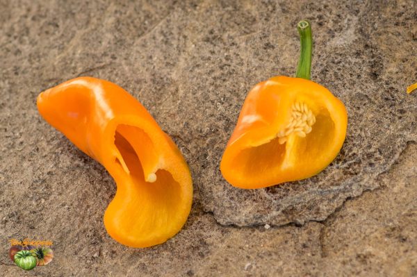 YUMMY SWEET PEPPER - Image 7