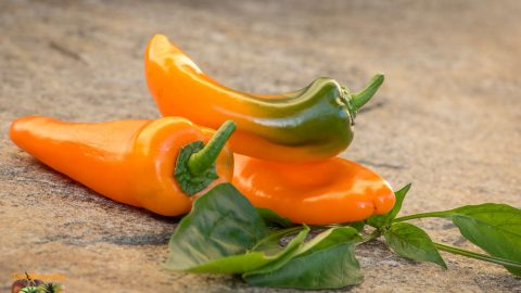 YUMMY SWEET PEPPER