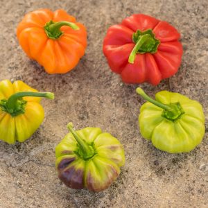 AJI CACHUCHA PURPLE SPLOTCH