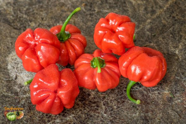 AJI CACHUCHA PURPLE SPLOTCH - Image 4