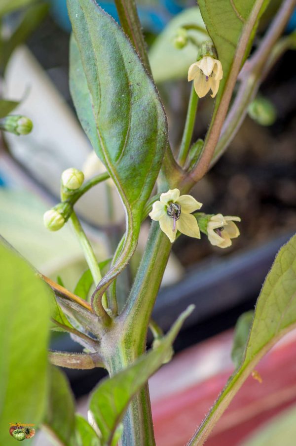 CHEIRO ROXA - Image 3