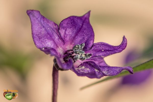 EXPLOSIVE EMBER - Image 6