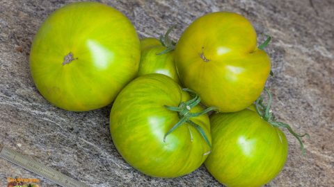GOSTINETS