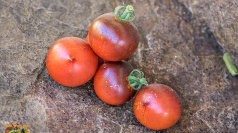 H 34 ROT