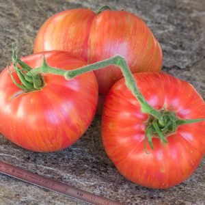 STRIPED DWARF TYP A