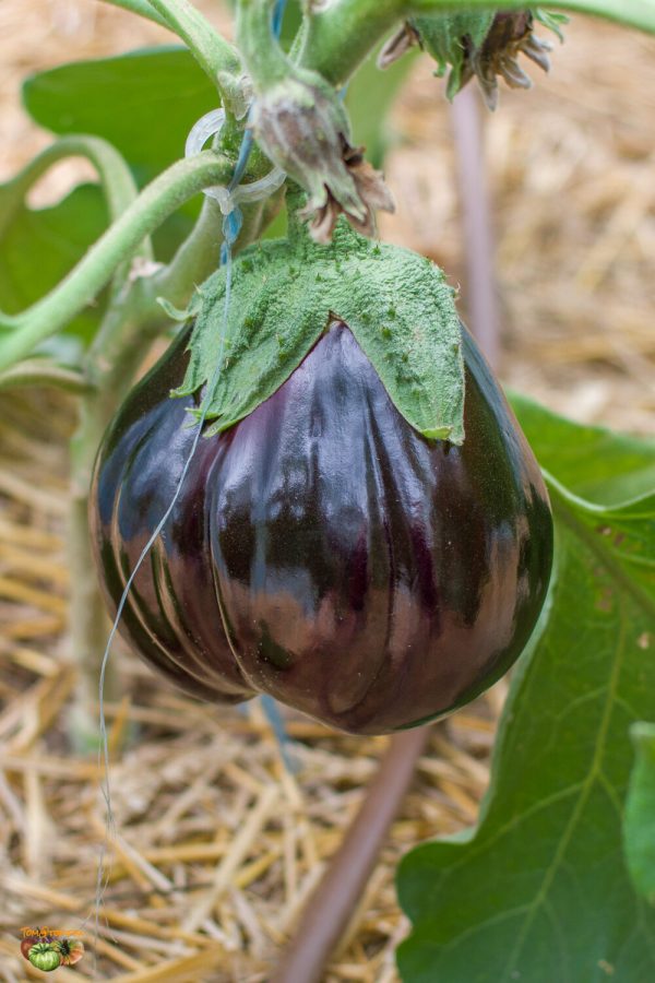 BLACK BEAUTY - Image 7