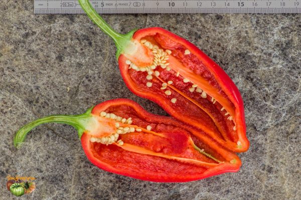 PIQUILLO - Image 5