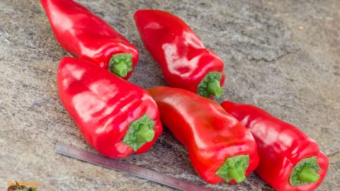 PIQUILLO