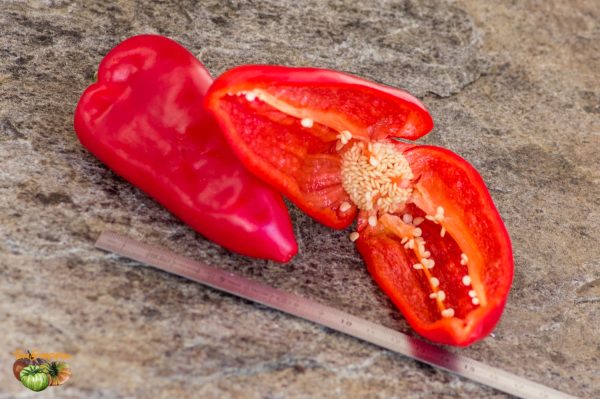 PIQUILLO - Image 4