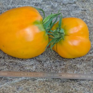 rosalie's early orange