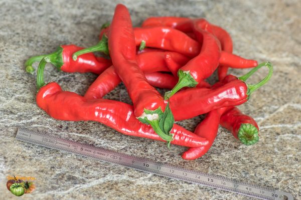 sweet pepper melrose 17 octobre 2018