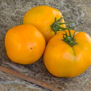 TANGERINE