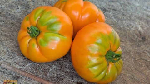 YODER'S GERMAN YELLOW