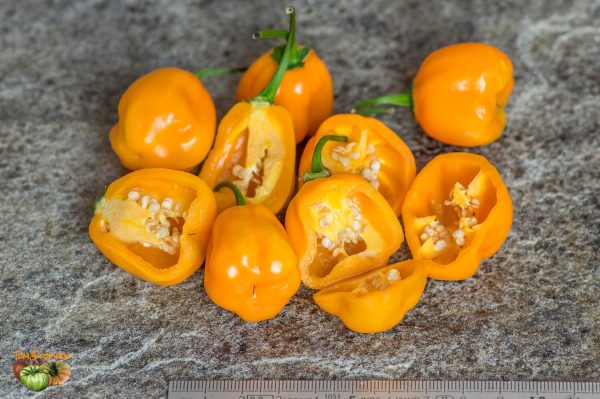 aji jobito 17 octobre 2018