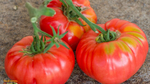 ALBANY GEORGIA HEIRLOOM