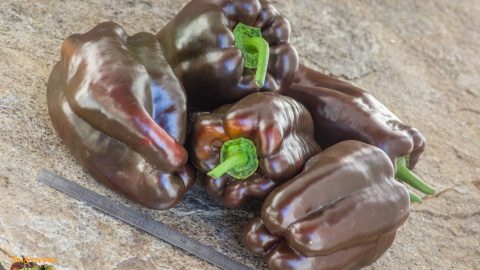 CARAMEL