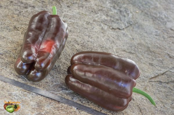CARAMEL - Image 3