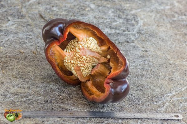 CARAMEL - Image 6