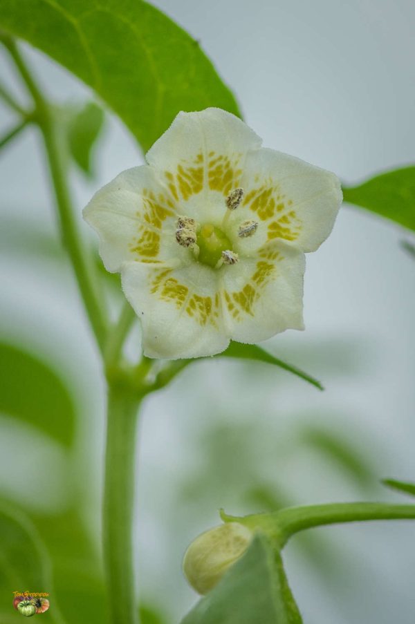 AJI HABANERO - Image 6