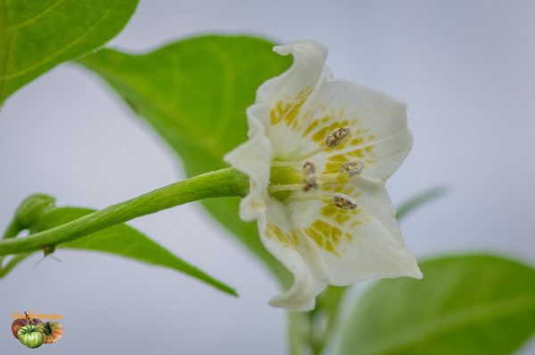 AJI HABANERO - Image 7