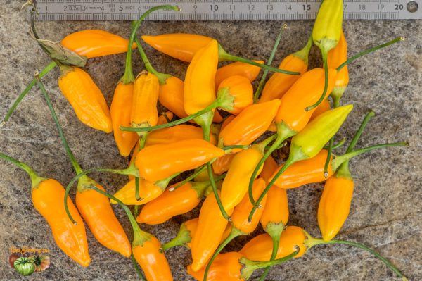 AJI HABANERO - Image 3