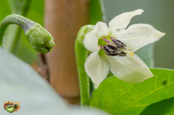 BIQUINHO YELLOW - Image 5