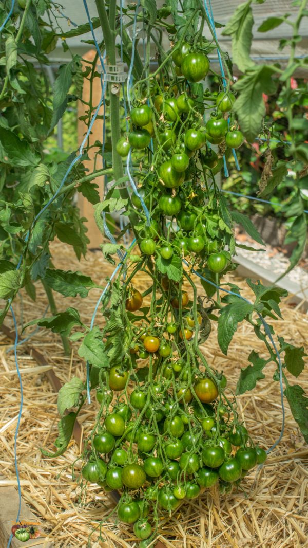 EVIL OLIVE - Image 6