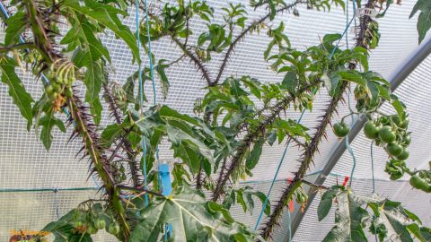 SOLANUM ATROPURPUREUM