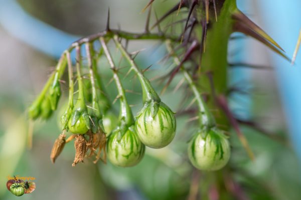 SOLANUM ATROPURPUREUM - Image 5