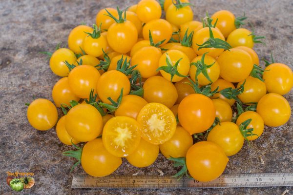 YELLOW CENTIFLOR HYPERTRESS CHERRY