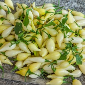BIQUINHO WHITE