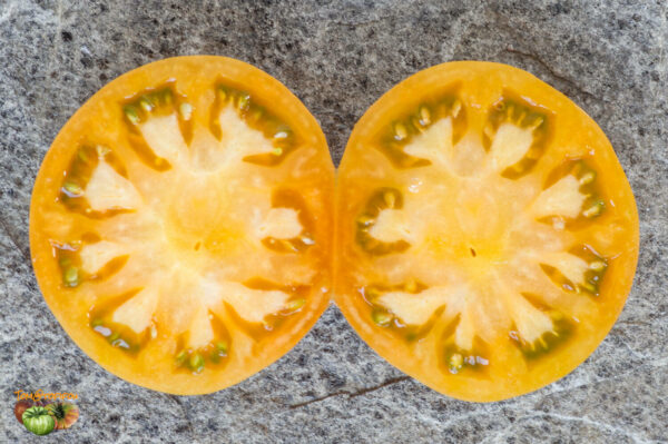 CHEROKEE TIGER ORANGE DWARF - Image 3